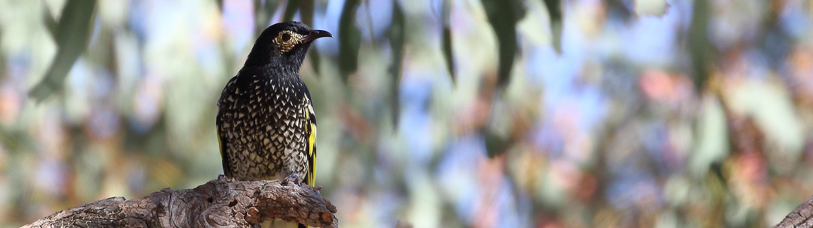 A regent honeyeater sitting on a branch. Credit Matthew Baker