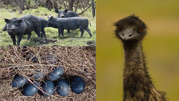 Three images - one of feral pigs, one of an emu and one of emu eggs