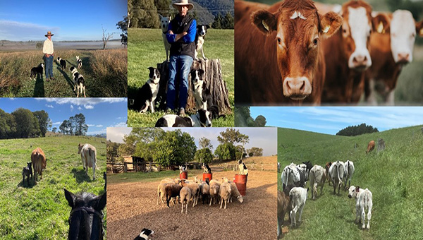 A collage of cattle photos