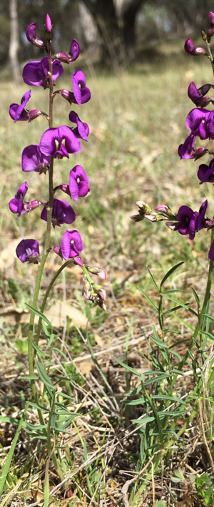 small purple pea