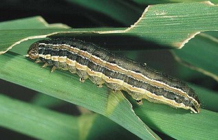 armyworm larvae