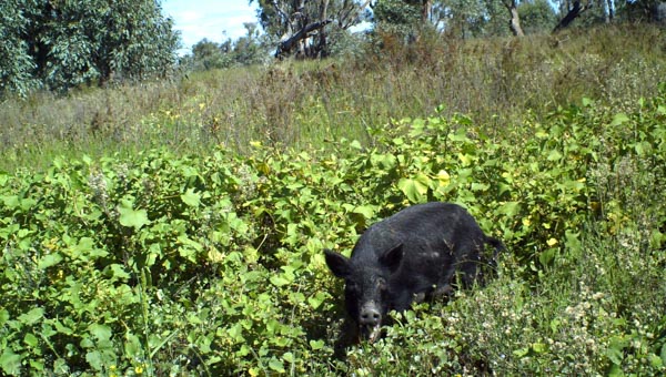Feral pig in a green paddock