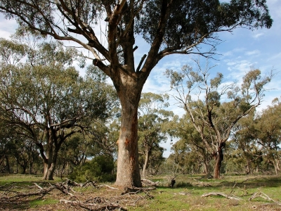 Grey Box Woodland