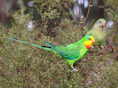 Superb Parrots