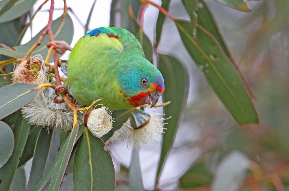 Swift parrot in tree