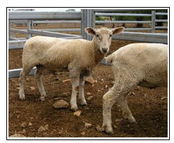 Sheep with waterbelly