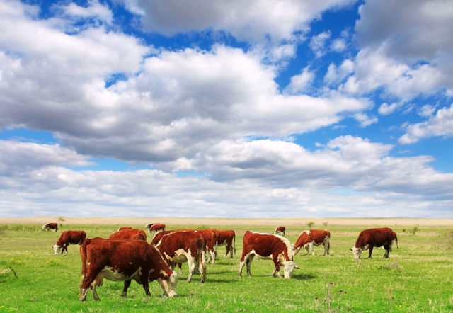 Cattle eating green grass