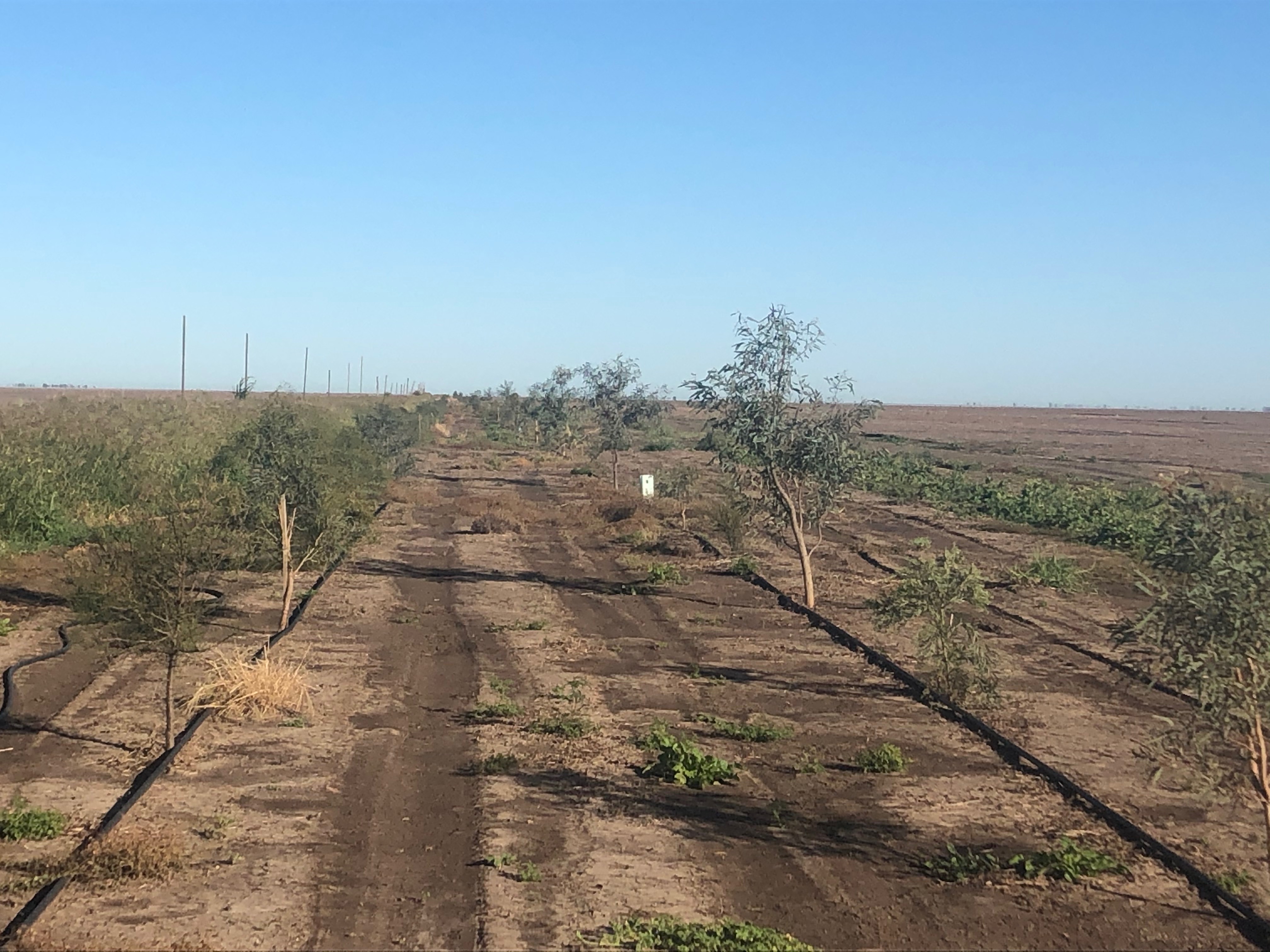 Trees planted - Natural tenacity