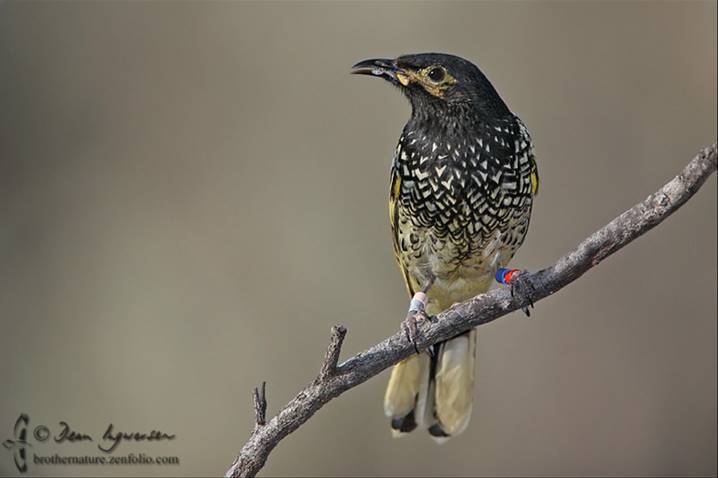 Regent Honeyeater by Dean Ingwersen