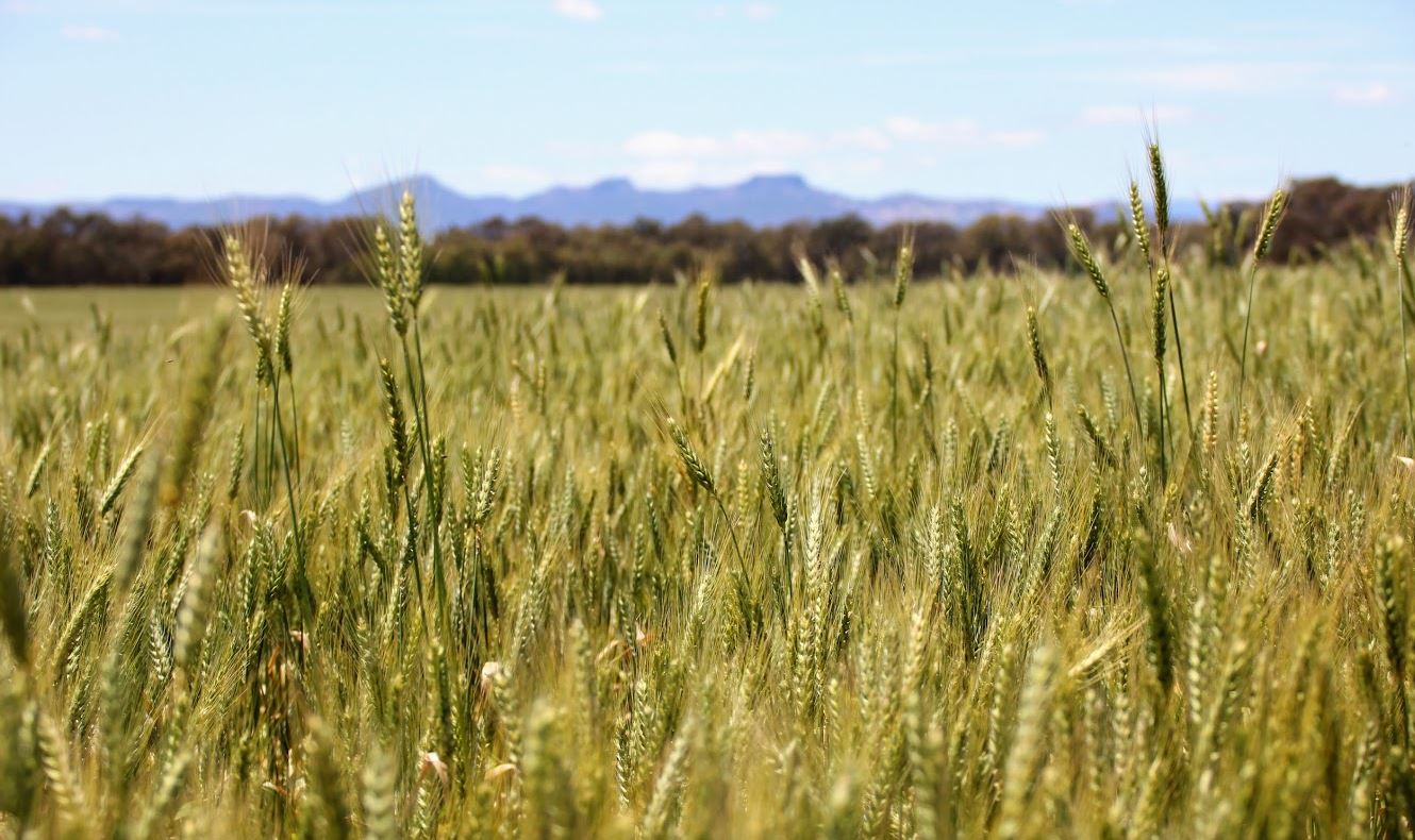 Wheat field