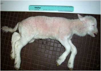 Dead lamb with throat swelling - a typical sign of goitre.