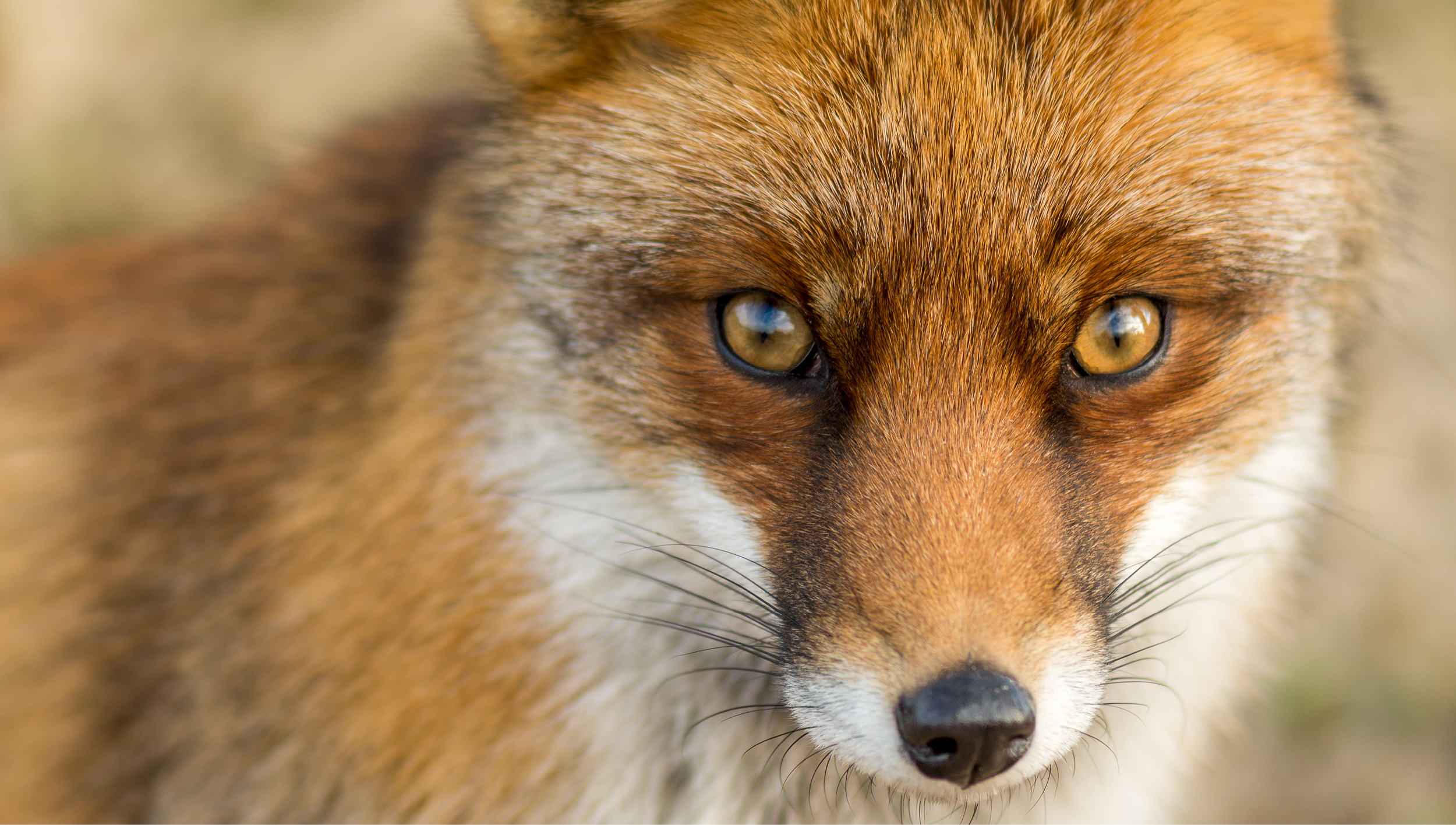 600x340 Fox