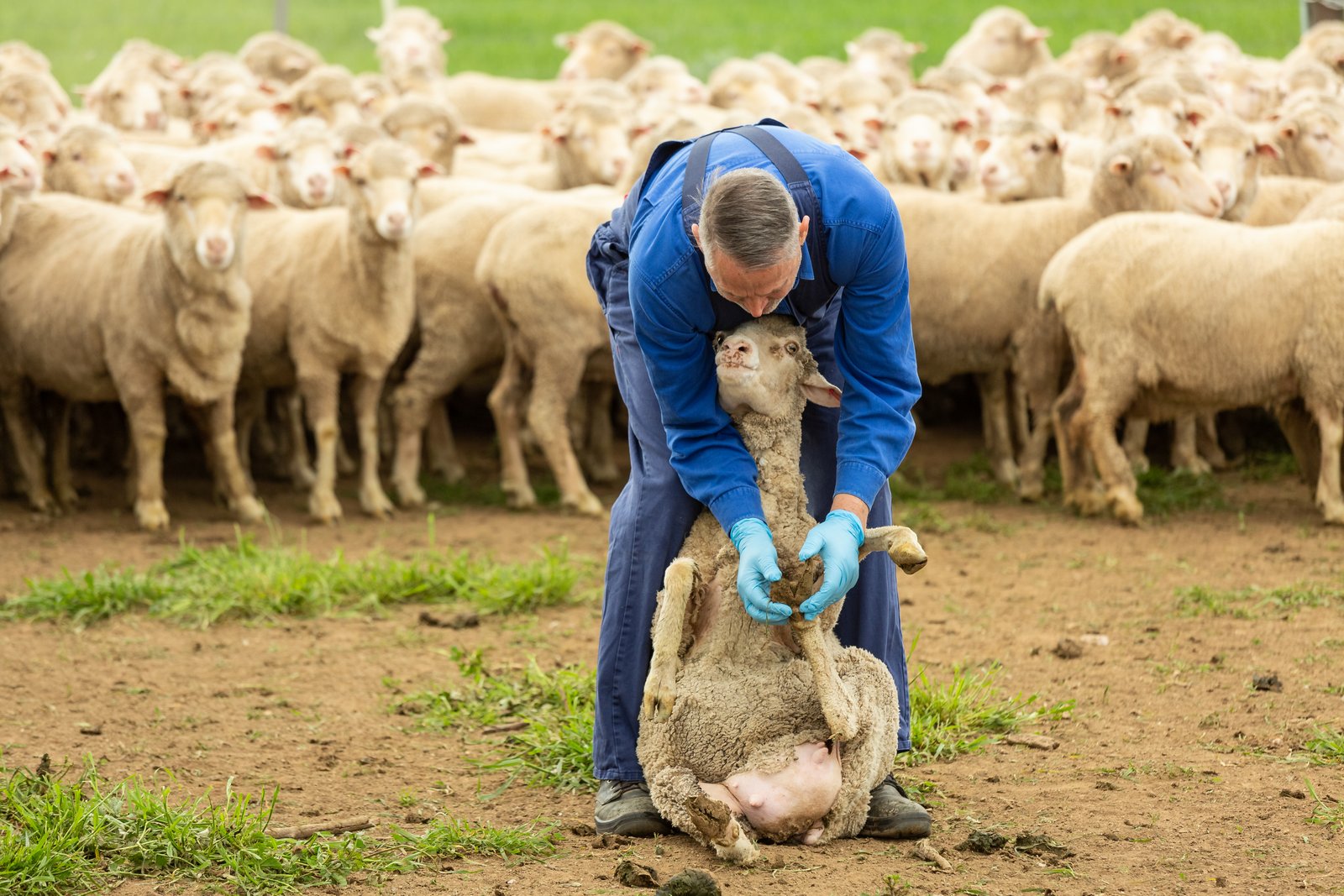 Neale Whitsed checking sheep's feet for footrot