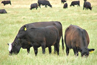 Beef cattle grazing