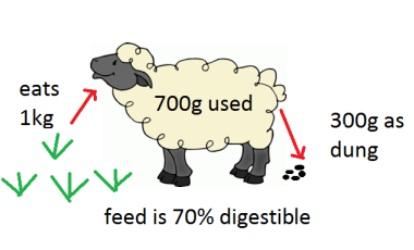 Cartoon sheep showing percentage digestible