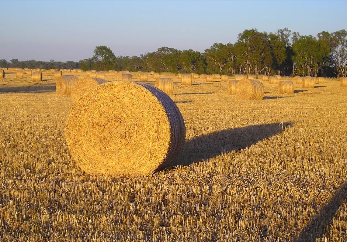 Round bale of hay