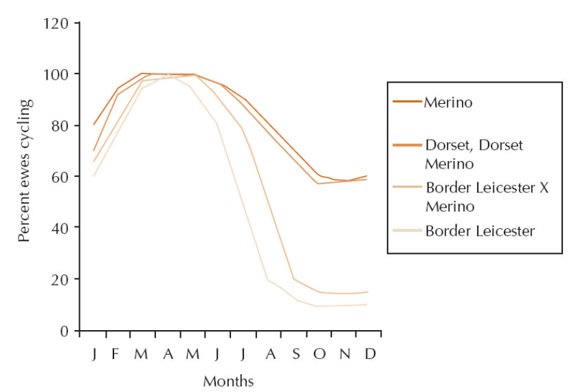 Graph showing Indicative pattern of natural cycling activity in various sheep breeds throughout the year