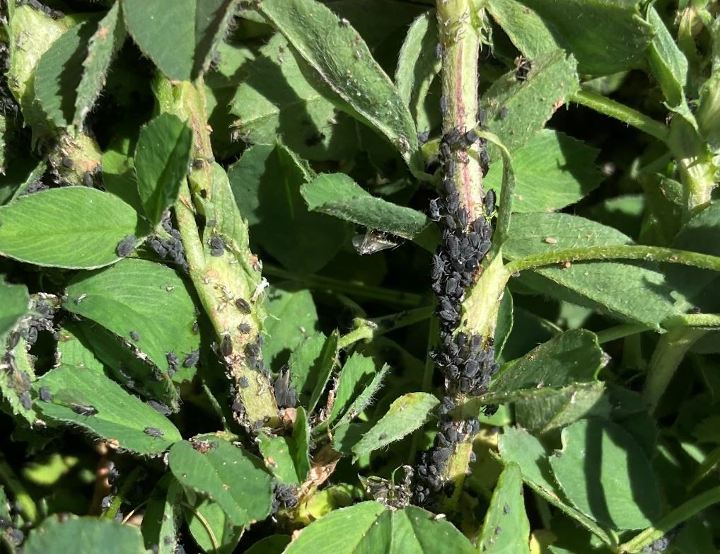 Cowpea aphids congregating on lucerne