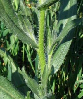 Yellow burr weed