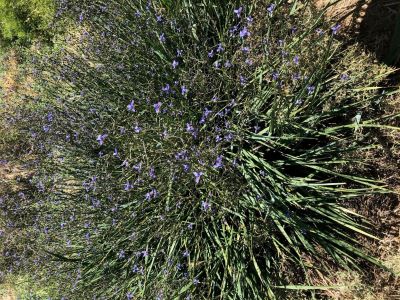 Flowering Spreading Flax-lily. Sue Logie