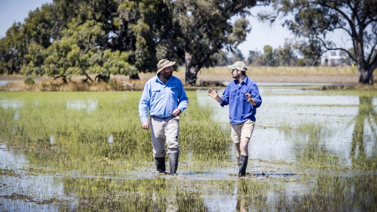 Farmer and Local land Services staffer walking and talking in flooded rice paddock