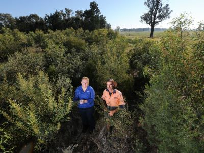 Revegetation area