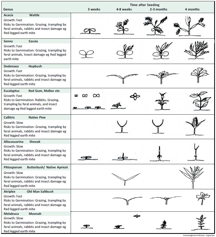 Germination Guide. Source: N.Bonney 