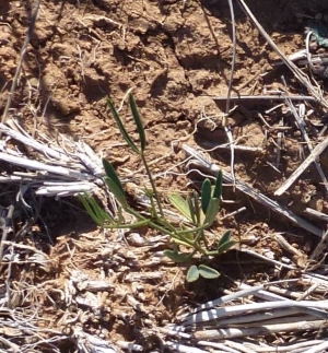 Recently germinated Punty Bush (Senna artemisoides)