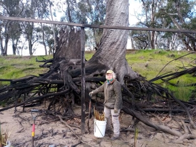 Deniliquin community planting rushes into Kolety river bank