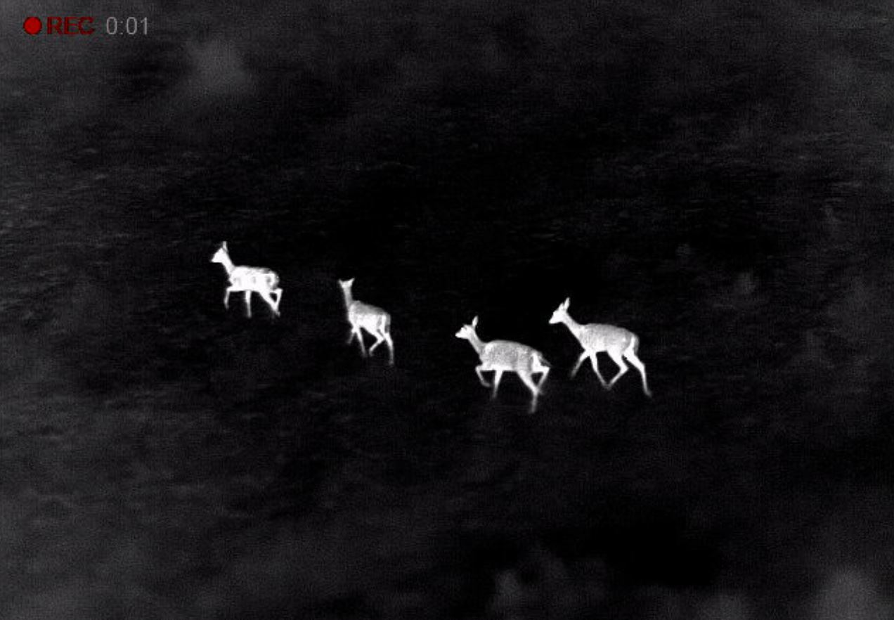 Deer as seen through thermal imaging