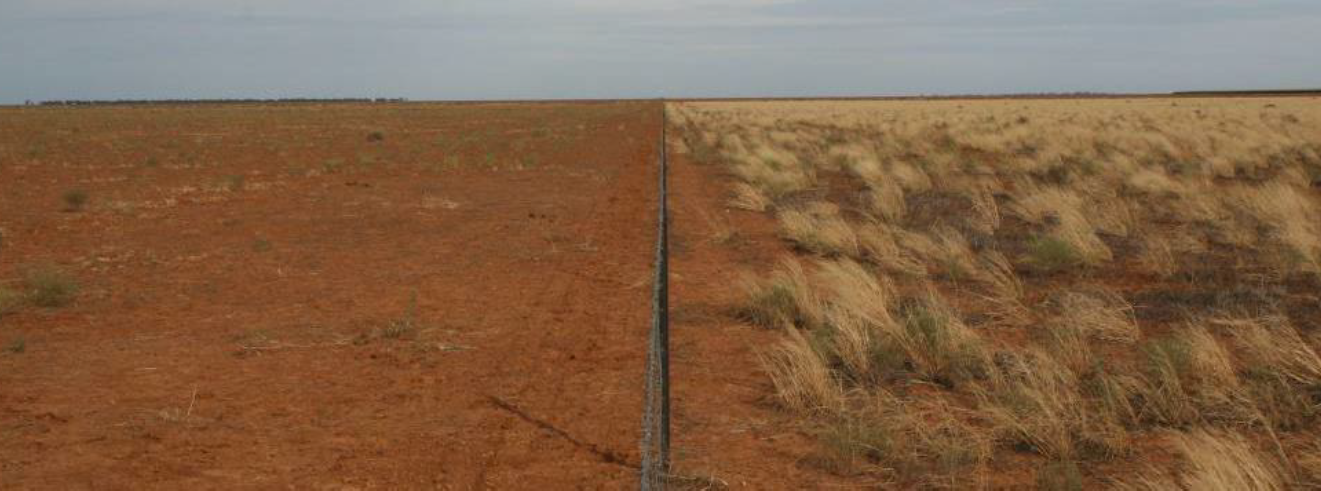 Photo showing the difference in groundcover between two paddocks divided by a fenceline.