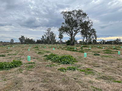 small sapling trees have been planted in rows ine planting in Saleyards TSR