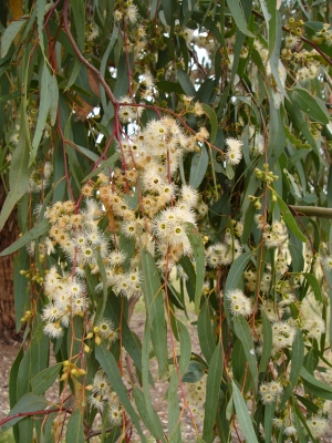 Yellow Box - Eucalyptus melliodora. Photo Natasha Lappin