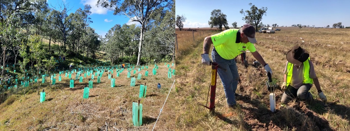 Replanting Box Woodlands as part of the Merriwa Landcare Biodiversity Inspire project, supported by National Landcare Program funding 2021 
