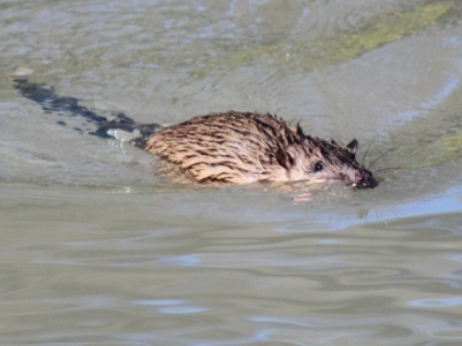 Rakali swimming