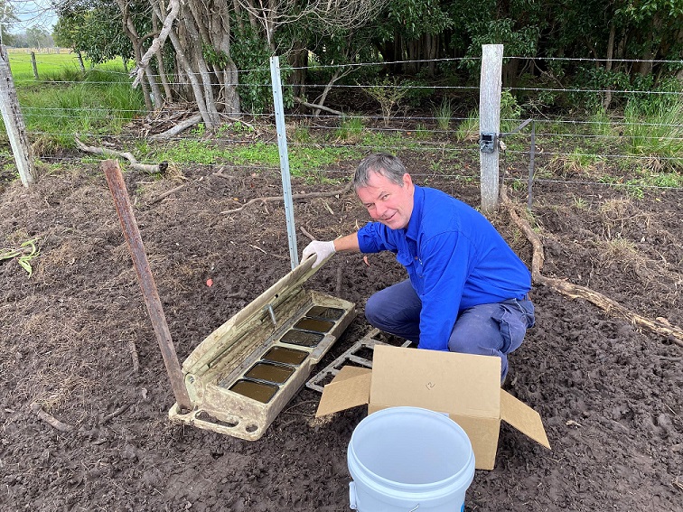 Photo of a man filling a pig feeding trap 