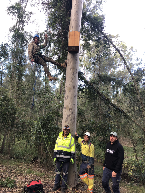 Three people standing by a large tree, one person is suspended above them hanging next to a nest box that has been installed on the tree trunk. 