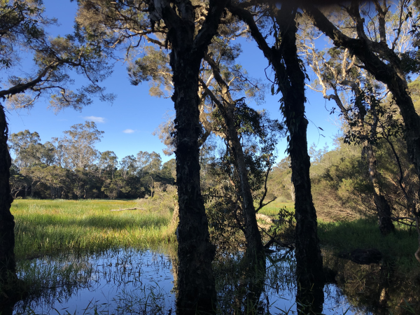 Trees and water plants in a pristine swamp forest