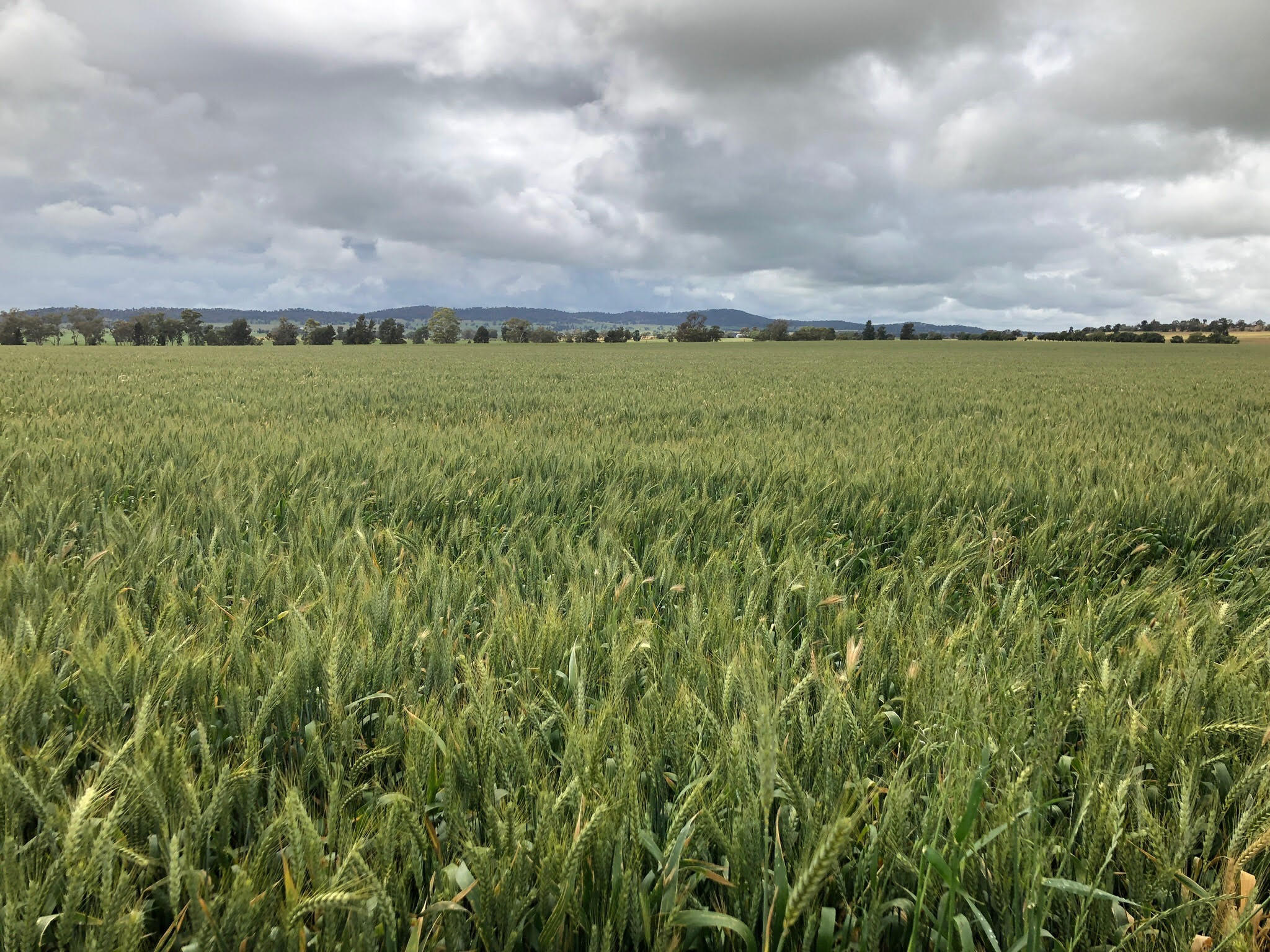 rain, moisture and grain