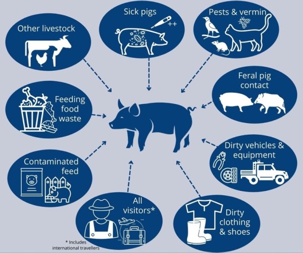 An infographic with information on disease pathways in pigs