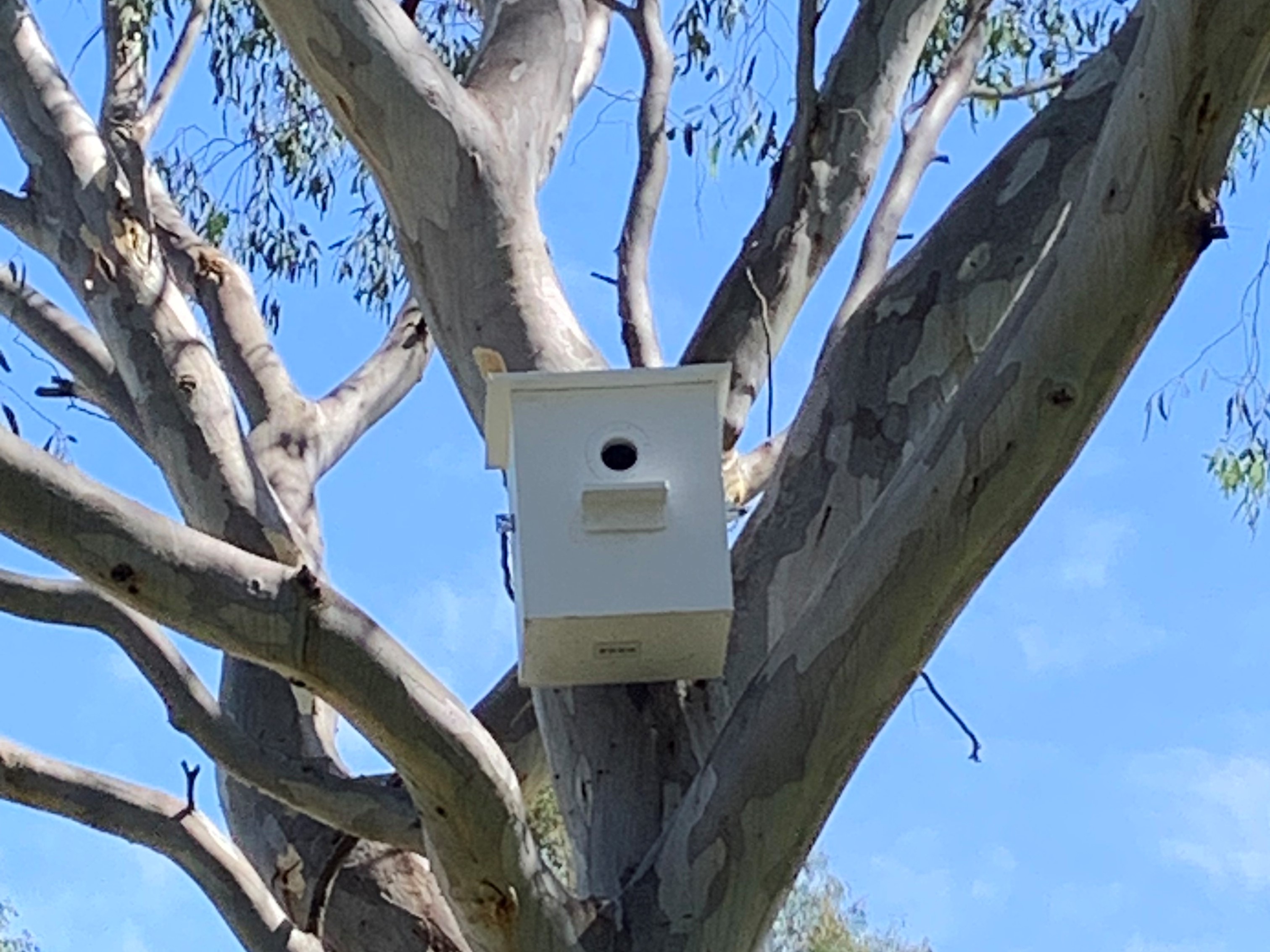 Nest box