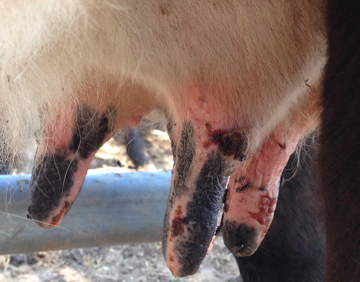 Cattle udders affected by photosensitisation. Udders appear red and swollen with scabs. 