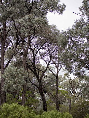 brigalow woodland