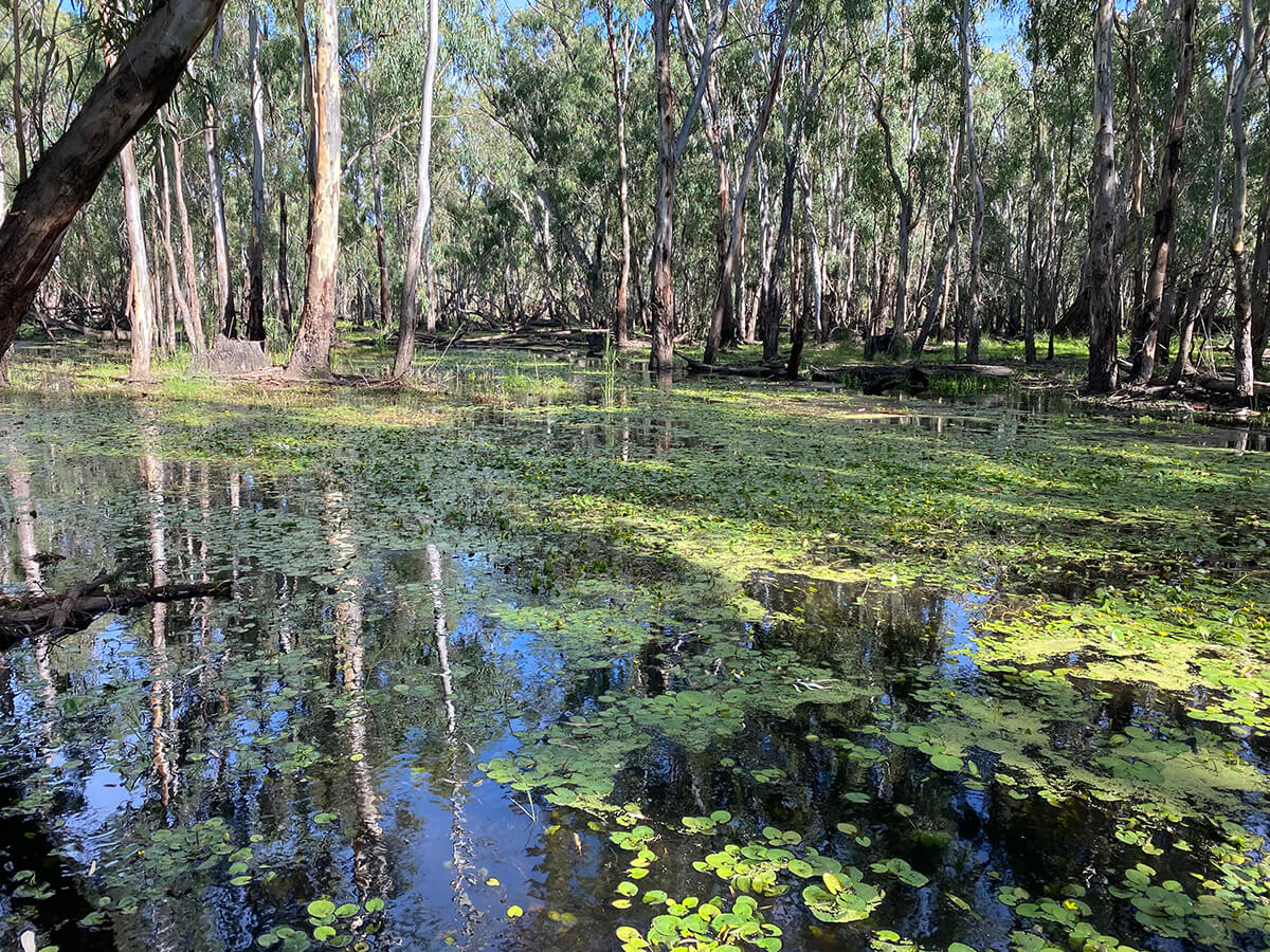 Wetland at Werai