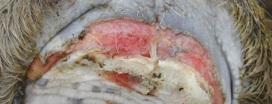 Foot-and-mouth-disease lesions in cattle