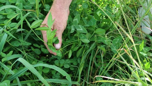 Pasture improvement