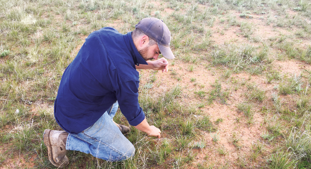 Rhys examines the perennial pasture within one of the plains-wanderer habitat areas on his property