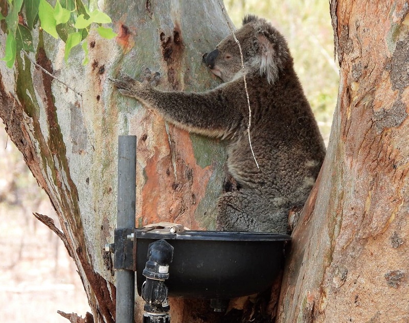 Koala water station