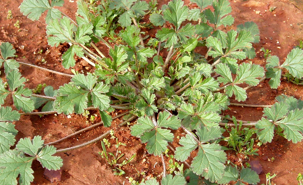 lue crowfoot is a palatable annual herbage.