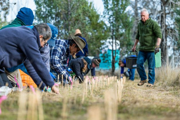 Planting out 6,000 native orchids_Credit A.PikeDPE